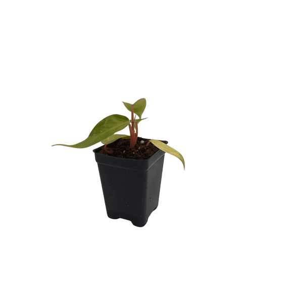 Rare Painted Lady Philodendron - 2.5" Pot - Collector's Series