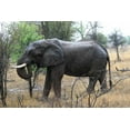 thumbnail image 2 of Dana Underdahl 44x31 Gallery Wrapped Canvas Wall Art Titled - African Elephant II, 2 of 4