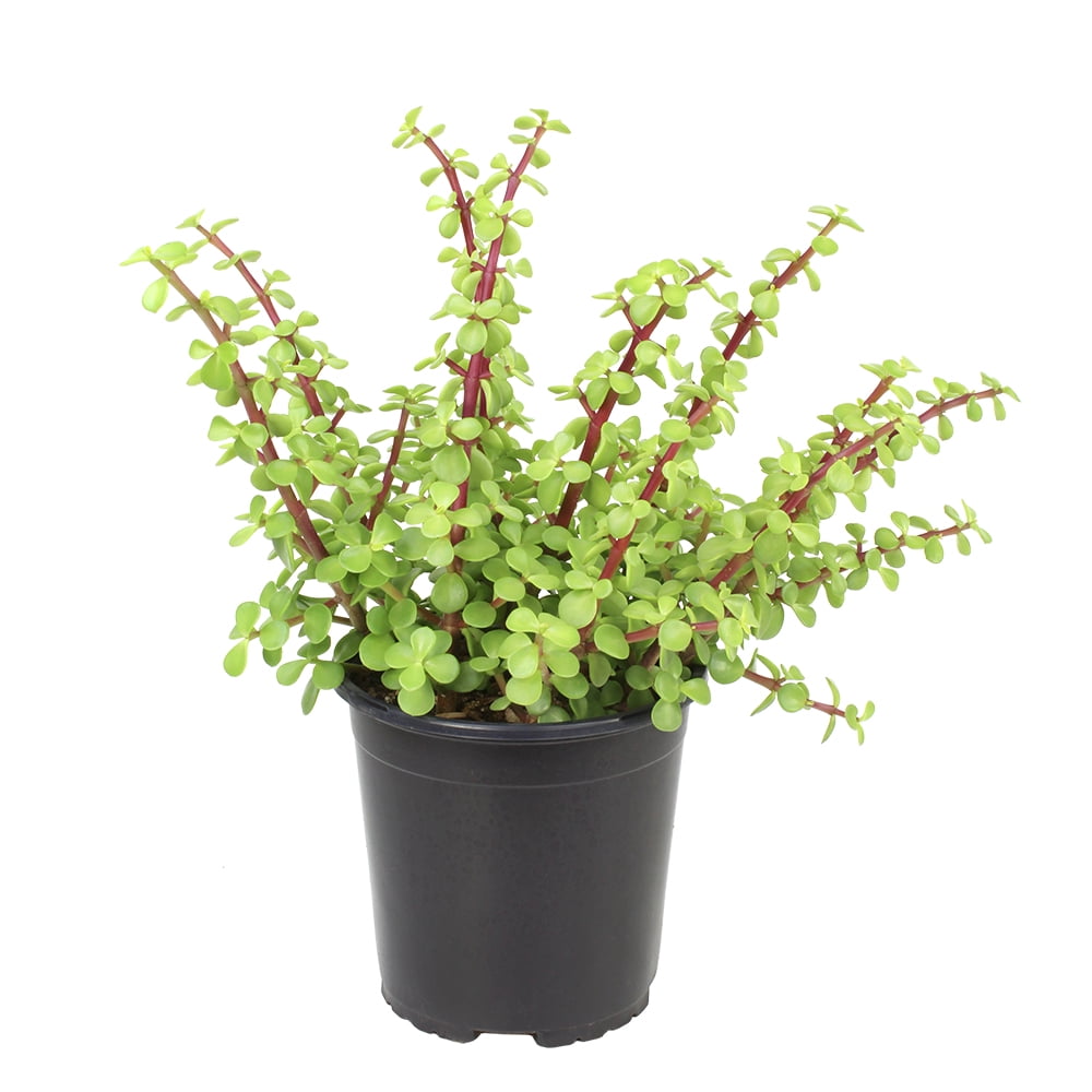 Element by Altman Plants Portulacaria Prostrata Easy Succulent; 1 gal Grower Pot; Full Sun