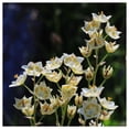 thumbnail image 2 of Everwilde Farms - 1 oz White Camass Native Wildflower Seeds - Gold Vault Bulk Seed Packet, 2 of 2