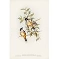 thumbnail image 2 of Gould, John 11x14 Gold Ornate Wood Framed with Double Matting Museum Art Print Titled - Buff-sided Robin-Petroica cerviniventris, 2 of 4