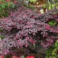 thumbnail image 5 of Loropetalum Carolina Midnight  5 Live Quart Size Plants  Chinensis Rubrum  Colorful Blooming Hedge Shrub Tree, 5 of 8