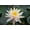 White, variant on Mature Fully Grown Hardy Water Lily (Assorted Yellow)