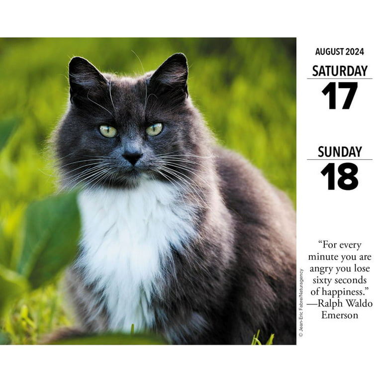 2024 What Cats Teach Us - Weekly Diary/Planner US