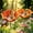 Orange, variant on Everlasting Garden Blooms - Handmade Metal Flower Garden Stake, Mini Bird Bath & Pollinator Water Station, Colorful Butterfly Bees Bath Bowl for Outdoor Garden Courtyard Decor (Orange)