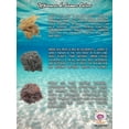 thumbnail image 5 of 🇨🇦 Raw Organic Golden Sea Moss 3.5oz | Makes 50 oz of Sea Moss Gel | 100% Wildcrafted, Organic & Sun-Dried Carribbean Raw Seamoss, 5 of 5