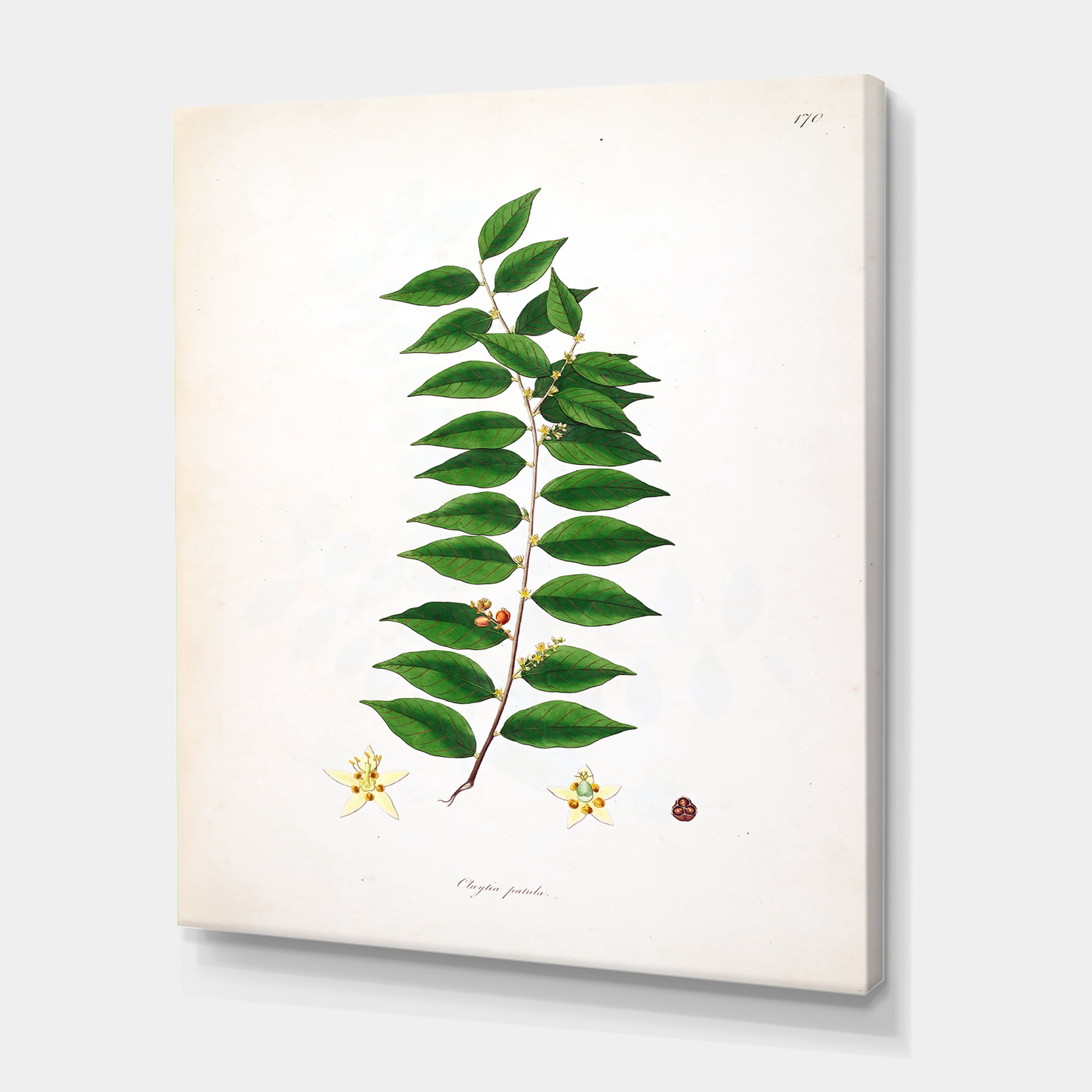Designart ' Ancient London Plants VI ' Farmhouse Canvas Wall Art Print