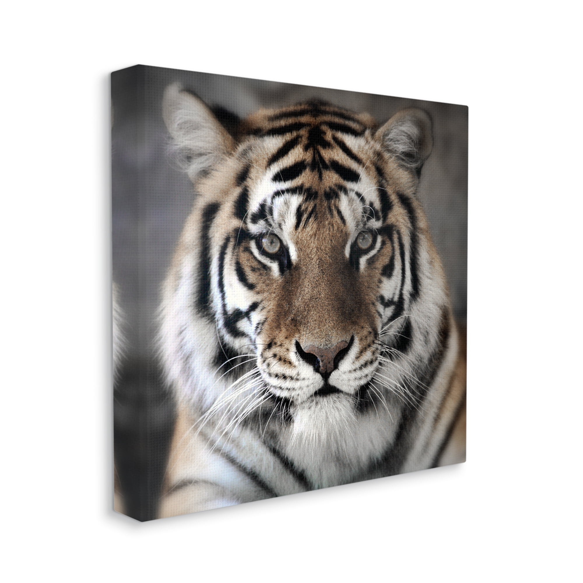 Stupell Industries Tiger Close Up Photograph Animals & Insects Photography Gallery Wrapped Canvas Art Print Wall Art, 30 x 30