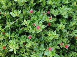 Baby Sun Rose  10 Live Plants  Aptenia Cordifolia  Ground Cover Succulent  Easy Care Indoor Outdoor