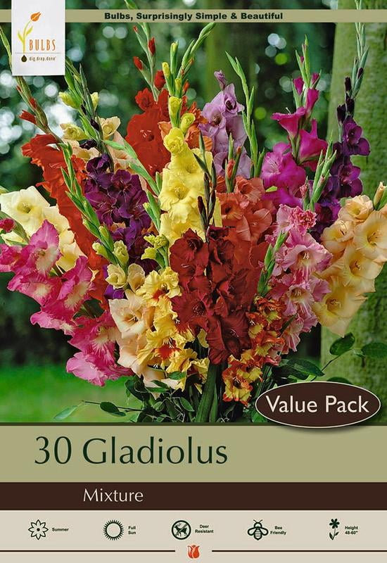 Large Flowering Mixed Gladiolus Mixed 30 Bulbs 12/14cm Walmart