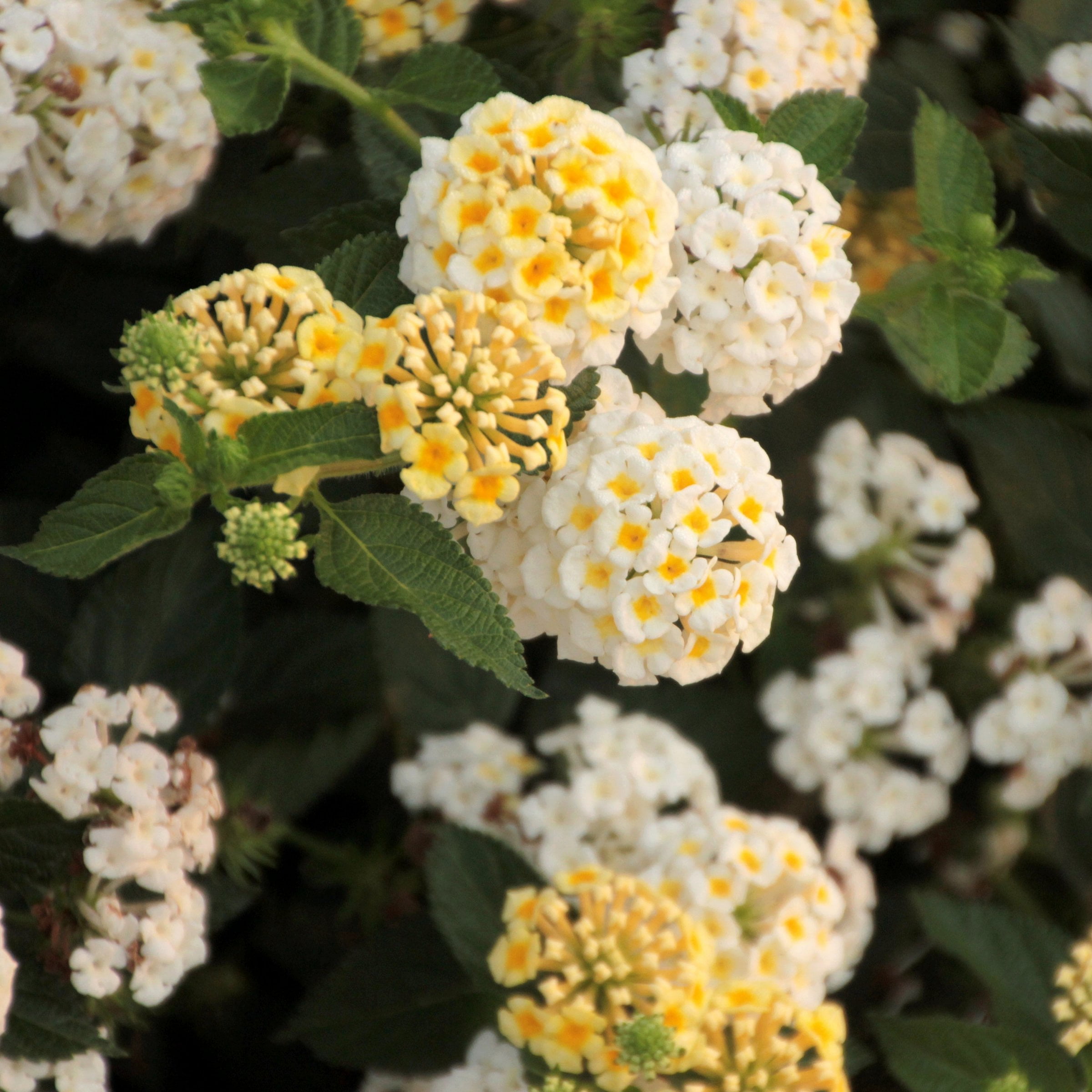 Live Annual 4" Lantana Lucky Lemon Glow (3-Pack) with Full Sunlight