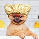 thumbnail image 3 of Gorros grandes para perros Ducha para perros Toma fija Perros Ducha Baño S Gorro para mascotas Ducha para mascotas Gorro para mascotas con gorro ajustable para orejas - Dorado, 3 of 5