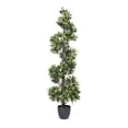 thumbnail image 1 of Arbre en Pot Spiral Bay Everyday - 5 Pieds, 1 of 1