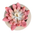 thumbnail image 3 of Mainstays 3.35" Artificial Succulent Plant in Cement Pot, Pink Color, 3 of 6