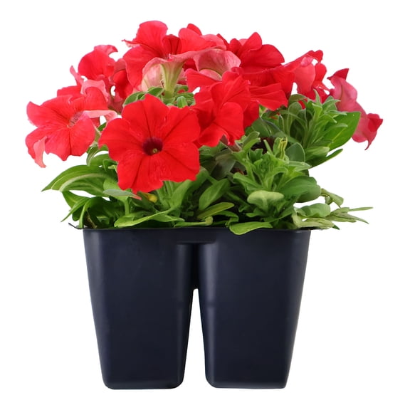 Expert Gardener 6" Red Petunia Live Plants in 3" Grower Pot Full Sun 4 Pack