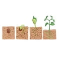 thumbnail image 3 of Kit De Modelo De Planta De Frijol Verde De Crecimiento Juguetes Educativos Para Niños Biología Ciencias Juguetes, 3 of 7