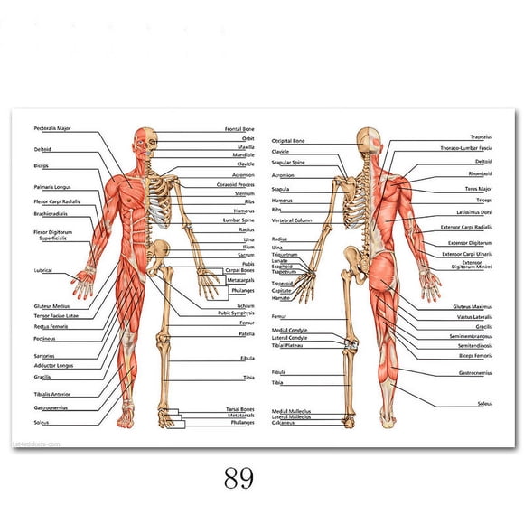 Science Wall Art Muscle System Human Anatomy Diagram Medical Education Supplies HD Oil On Canvas Posters And Prints Home DecorDimensions: 50*70 cm, unframed.,89