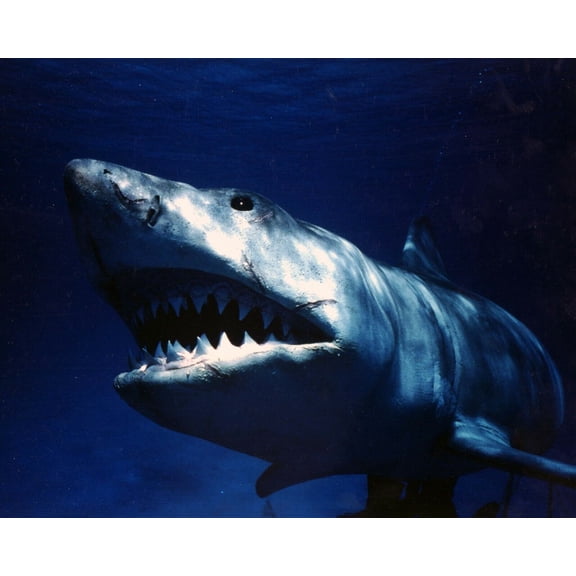 Jaws 1975 the Great White Shark prowling in the water 24x36 inch poster
