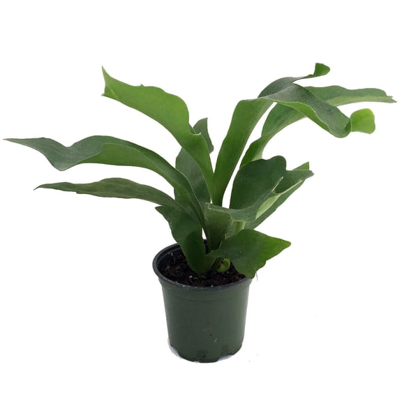 Staghorn Fern 4" Pot - Platycerium