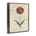 thumbnail image 2 of Stupell Industries Shabby Chic Flower over Vintage Page Black Framed Giclee Art, 16 x 20, by Susan Arnot, 2 of 7