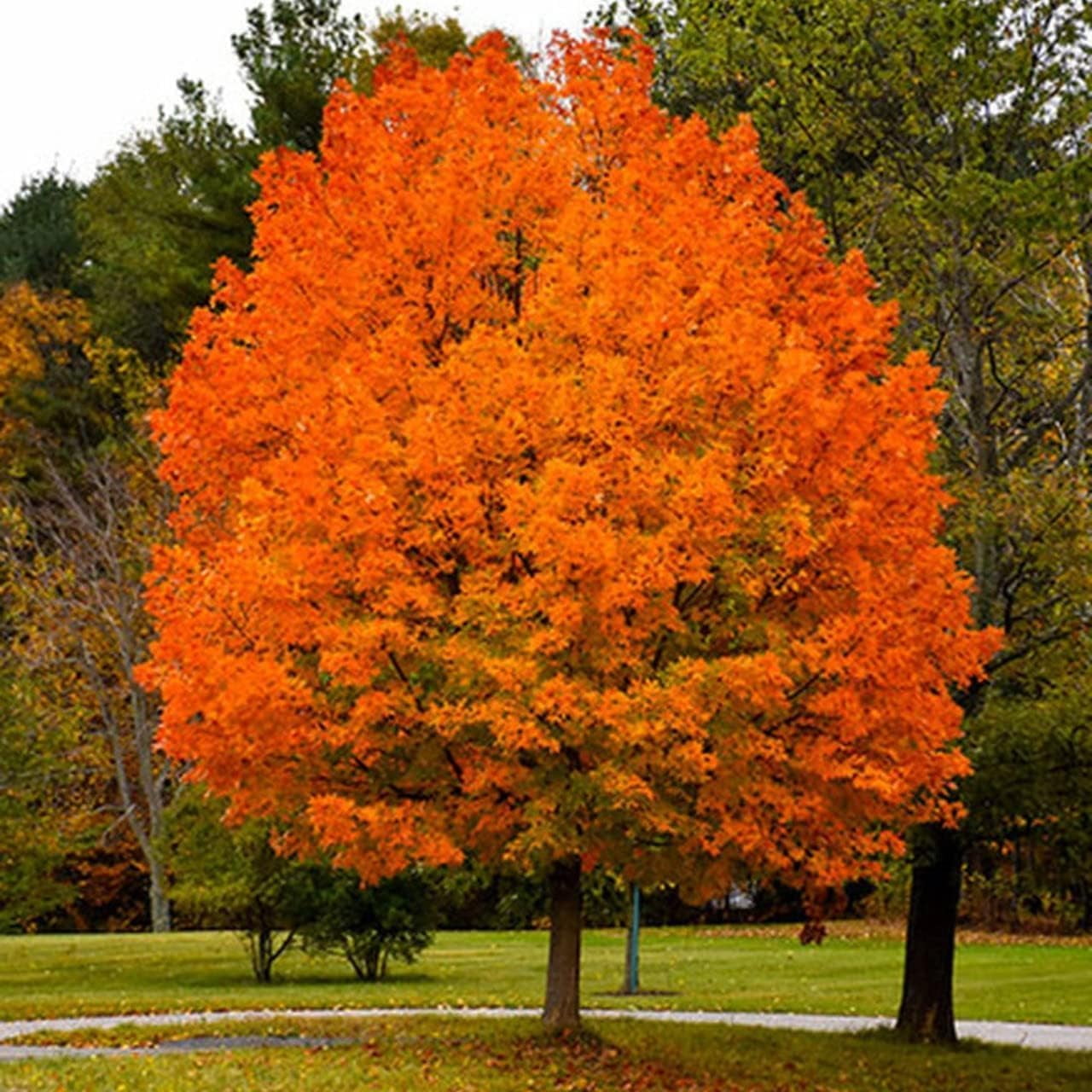 2 Sugar Maple Trees (Acer Saccharum) Live Plants – Brilliant Fall Color, Hardy Shade Tree, Perfect for Landscapes & Yards (2 Live Trees)