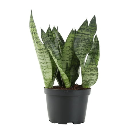 Delray Island - Delray Plants Snake Plant (Sansevieria zeylanica) Easy To Grow Live House Plant, 6-inch Black Grower Pot