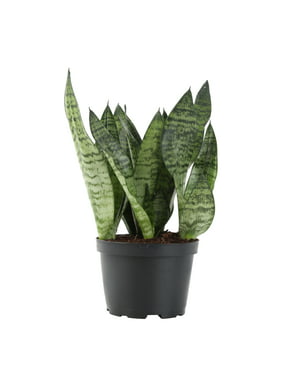 Costa Farms Live Indoor 12in. Snake Plant, Grower Pot