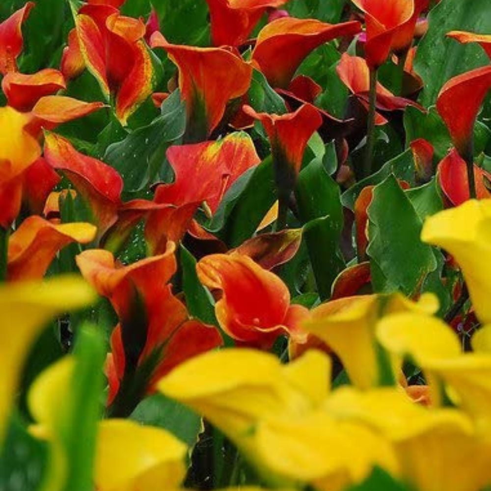 Tequila Sunrise Calla Lily Mix 3 Bulbs