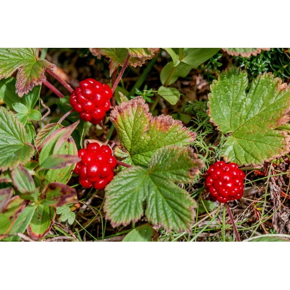 10 * Seeds ARCTIC RASPBERRY Nagoonberry Rubus Arcticus Red Berry Fruit Bramble
