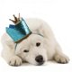 thumbnail image 1 of MERRYHAPY 1Jgo Sombrero Y Corbatín Para Cumpleaños De Perro Con Y Material Cómodo Para Mascotas, 1 of 6