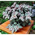 thumbnail image 2 of 5 Purple Variegated Wandering Jew Cuttings for Planting Indoor, 2-4 Inches Tall, Tradescantia Zebrina Plant - Easy to Grow Indoor Outdoor Plant, 2 of 4
