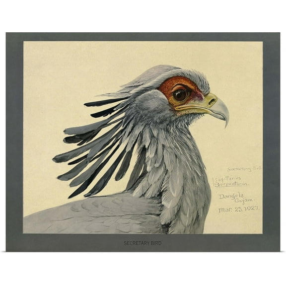Great BIG Canvas | Rolled Print Collection Poster Print entitled Abyssinian Secretary Bird