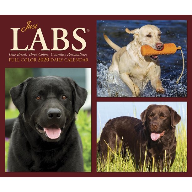 Just Labs 2020 Box Calendar (Dog Breed Calendar) (Other)