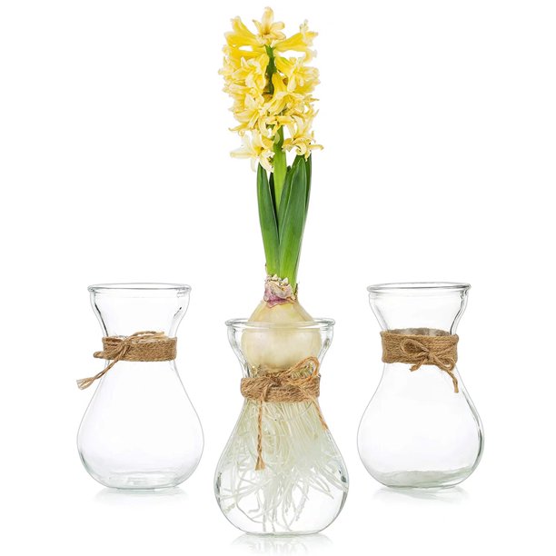 Glasseam Small Avocado Vases Set of 3 Clear Hyacinth Vases for Flowers