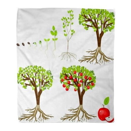 ASHLEIGH Flannel Throw Blanket Part Green Plant Life Cycle of Apple Tree Growth Soft for Bed Sofa and Couch 58x80