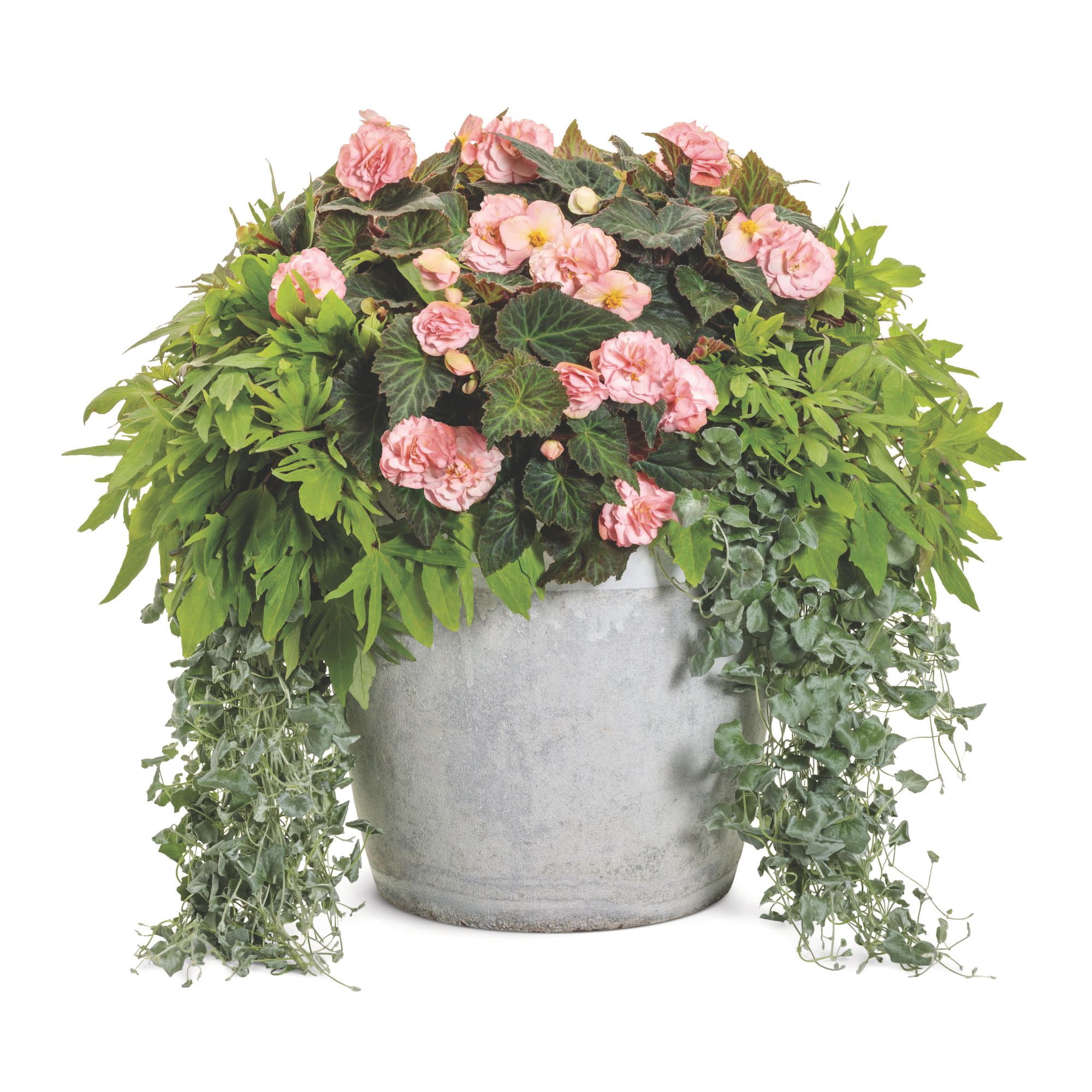 Proven Winners 4" Sweet Caroline Medusa Green Ornamental Sweet Potato Vine Live Plant in 4.25" Pot (4 Count)