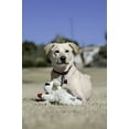 thumbnail image 3 of Multipet Plush Dog Toy, Lambchop, 10", White/Tan, 3 of 3