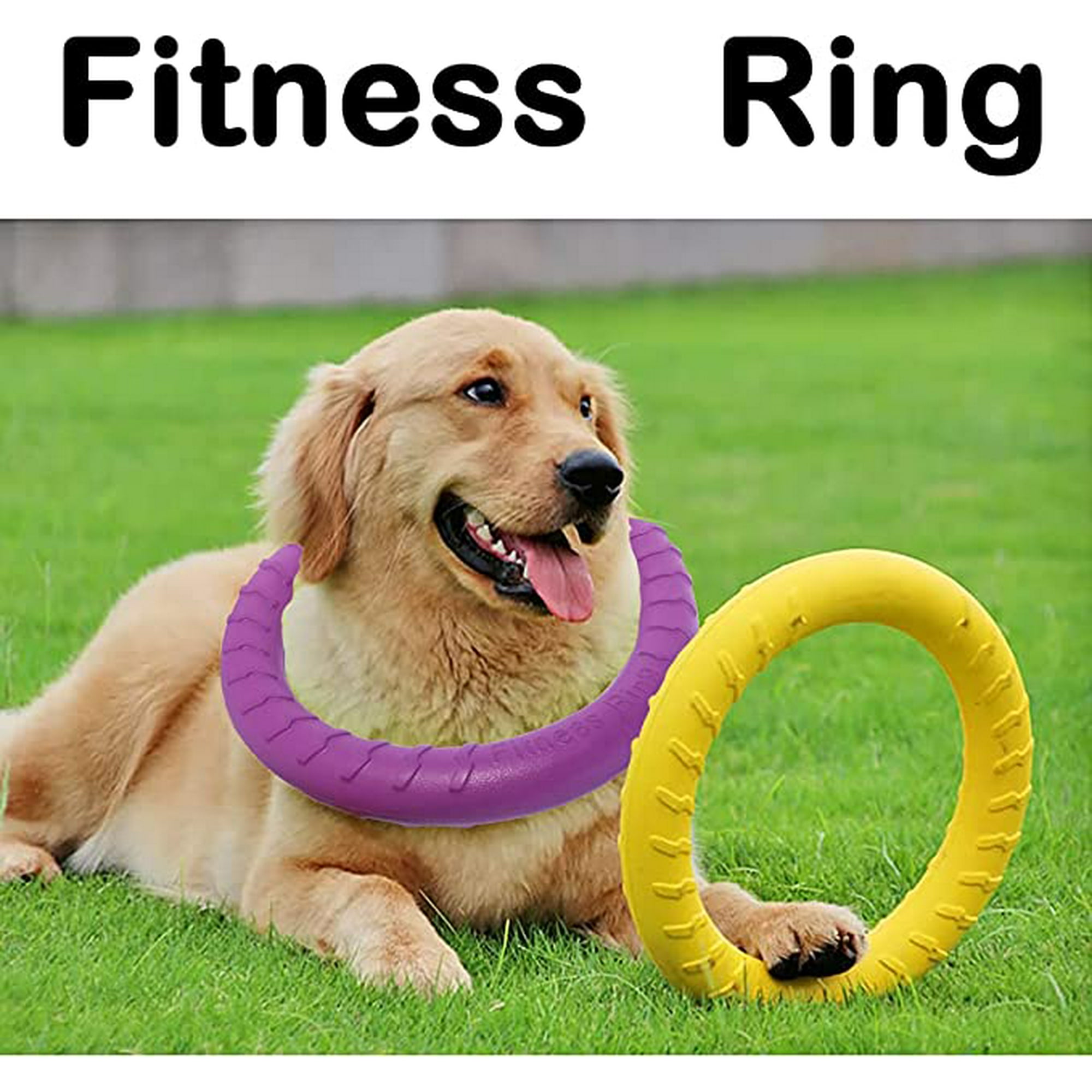 Dog gym equipment 2025