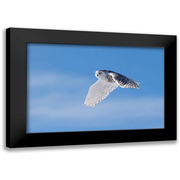 Chang, Phillip 14x11 Black Modern Framed Museum Art Print Titled - Snowy Owl
