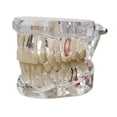 thumbnail image 3 of lionlar Dental Demonstration Teeth Model Observation Practical Removable Study Teach transparent, 3 of 9