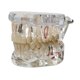 thumbnail image 3 of Demostración dental Modelo de dientes Educación dental Prótesis dental ligera Educar transparente, 3 of 9