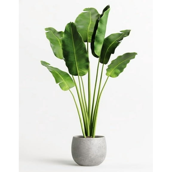 Banana Plant Seeds for Growing (5 Seeds) - Popular Indoor House Plant
