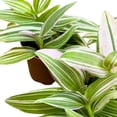 thumbnail image 5 of Tradescantia fluminensis Lavender 2 inch Set of 3 Light Pink and Green Wandering Dude, 5 of 6