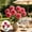 Red, variant on Gallickan 1pc 3-Head Artificial Dahlia Flower, 25.19in Faux Silk Large Bloom Stem, Realistic Peony for Home Table Wedding Decor, Yellow, Style C