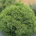 thumbnail image 7 of RedCrocus Cryptomeria japonica 'Black Dragon' Live Plant - Compact Japanese Cedar, Dark Green-Black Foliage, Evergreen Conifer for Containers & Small Gardens  10 Gallon Nursery Pot, 7 of 7
