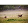 thumbnail image 2 of Wells, Joanne 32x23 Gold Ornate Wood Framed with Double Matting Museum Art Print Titled - Tennessee Elk in foggy field at Great Smoky Mountains National Park, 2 of 4