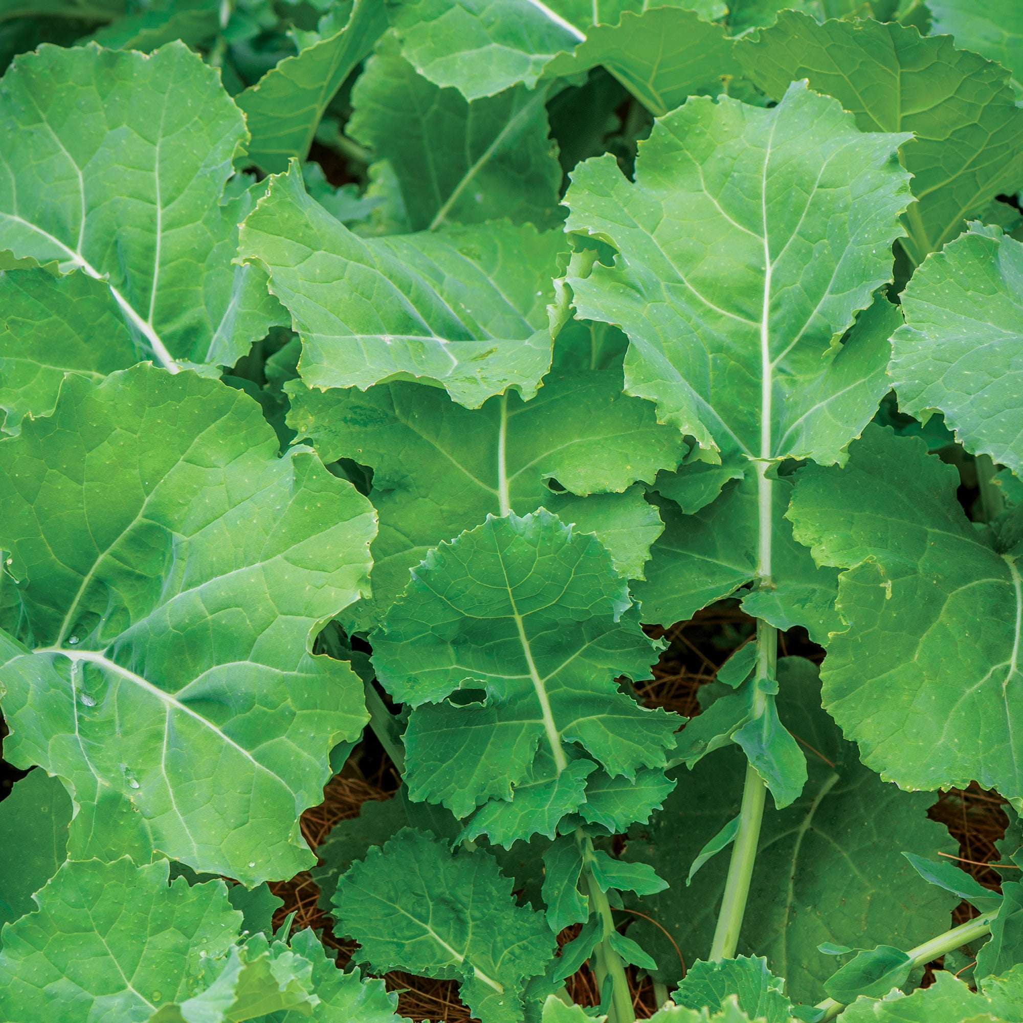 Burpee Organic Premier Kale Vegetable Seed, Annual Vegetable,  Full Sun