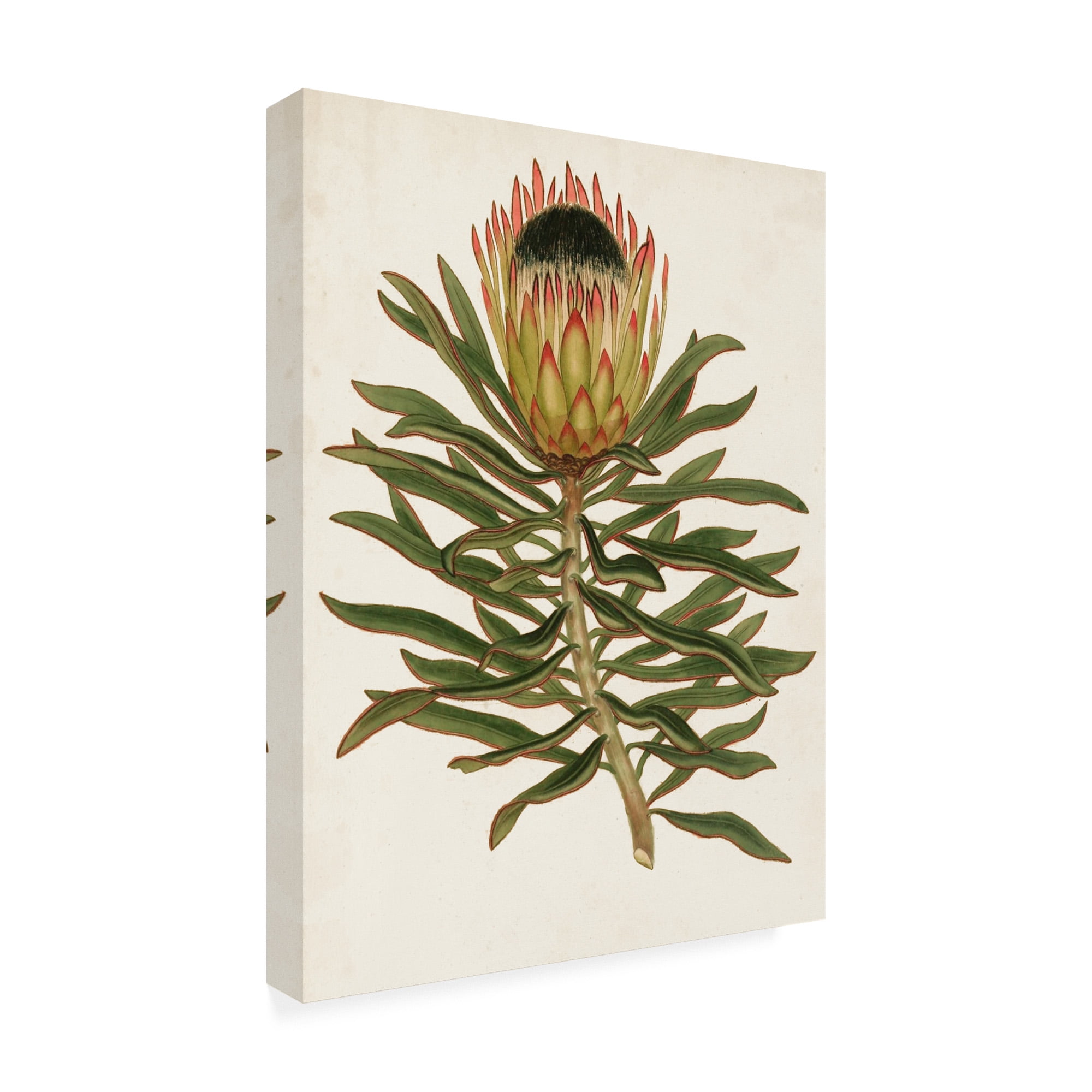 絵画 額縁付 プロテア protea 絵画 額縁付 プロテア protea Trademark Fine Art 'Antique