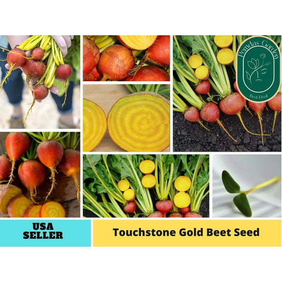30 Seeds| Beet Seeds, Touchstone Gold - Authentic Seeds ~ GMO Free ~ Seeds~Flower seeds~ Vegetable seeds~ Asian Garden~ Herbs B5G1 #7022