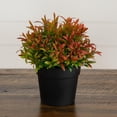 thumbnail image 6 of 6in. Artificial Grass Plant in Black Pot - Set of 2, 6 of 8